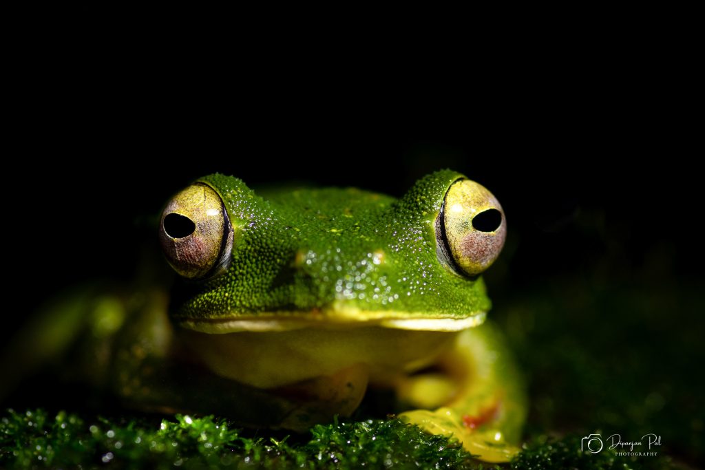 Amboli Macro Photography Workshop