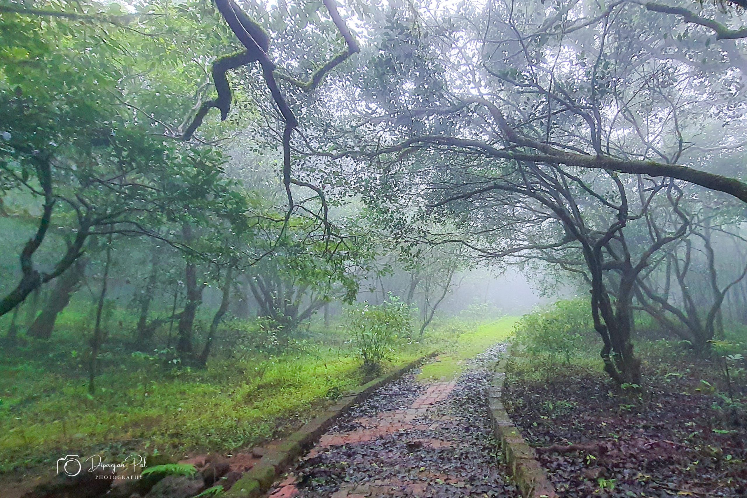 Amboli forest (1)