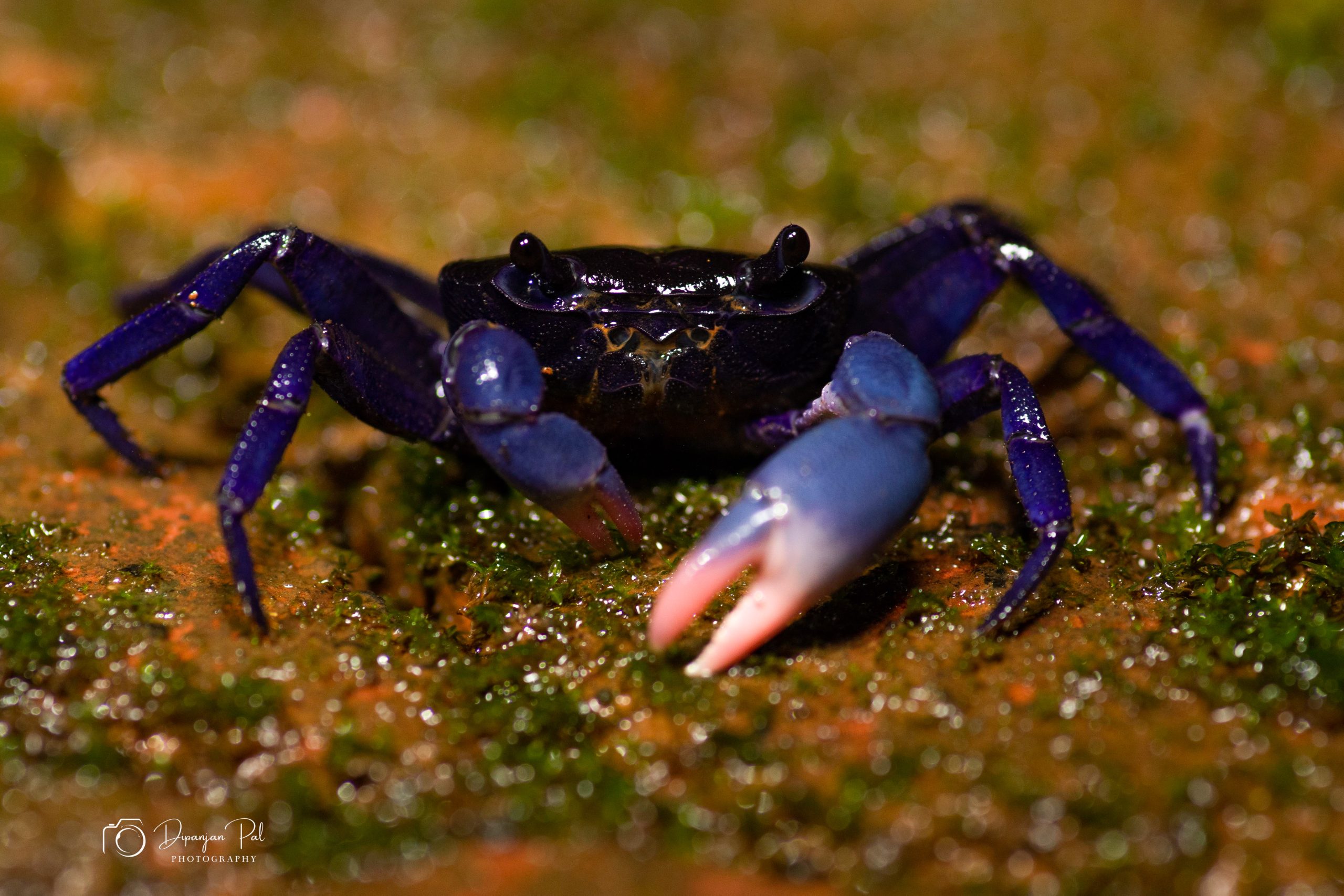 Crab