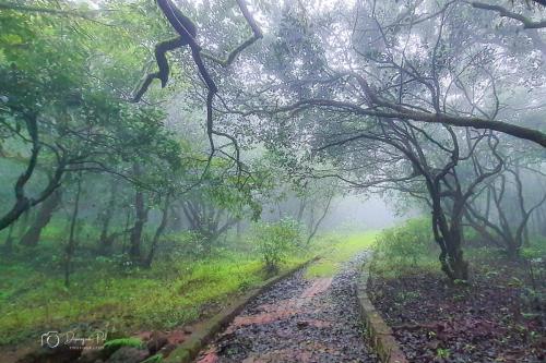 Amboli forest (1)