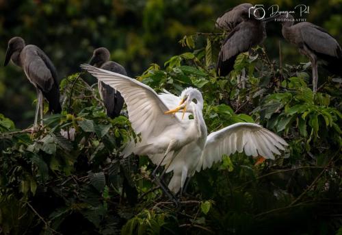 Beak Fight