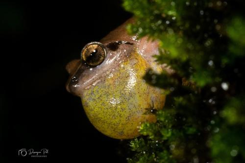 Animals-Dipanjan-pal-bush-frog