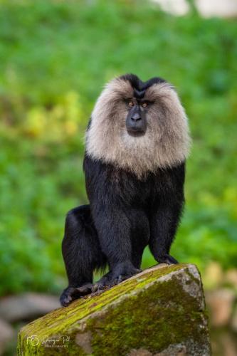 Lion-Tailed-Macaque-1