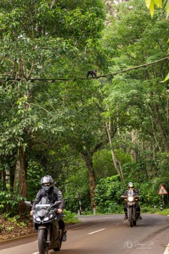 Lion-Tailed-Macaque-10