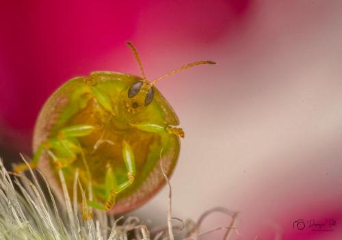 insects-Dipanjan-pal-fight-pose